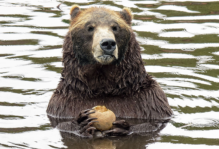Bear in Water